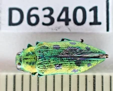 D63401. Insects, Beetles. Buprestidae sp. Vietnam, Cao Bang. Nice!!!!!