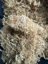 WILDCRAFTED Raw Gold Jamaican Irish Sea Moss BULK Order 1Lb Resale Pack