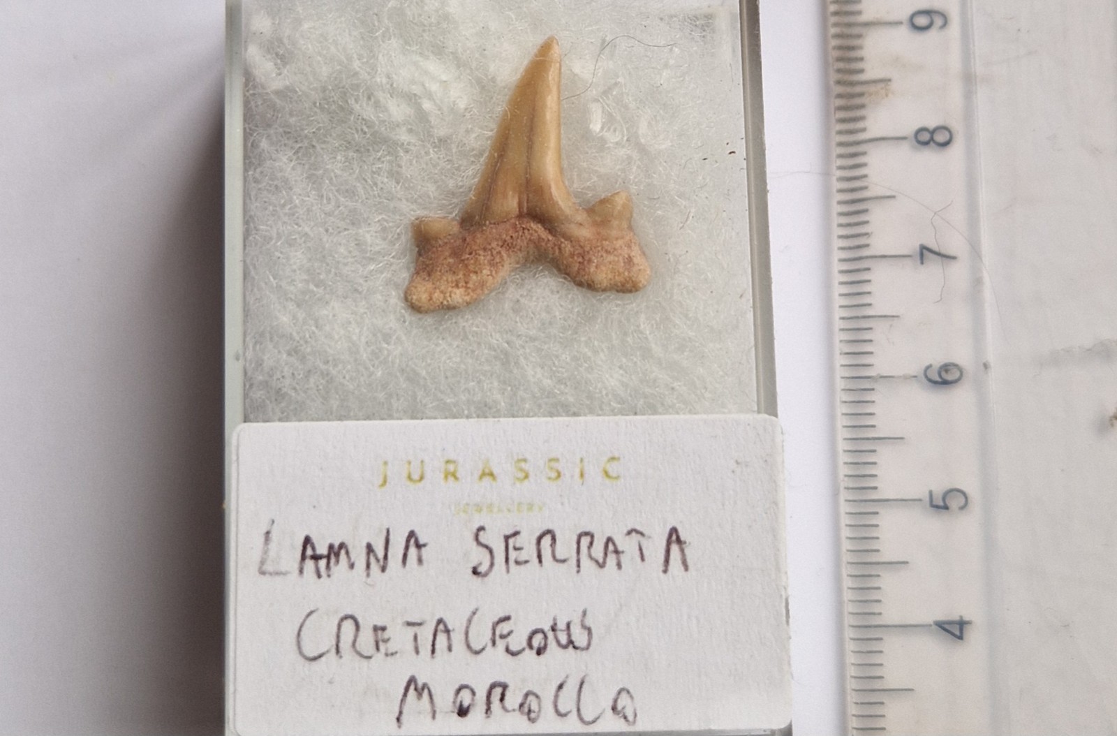Lamna serrata - Rare Boxed Fossil Shark Tooth  Morocco 1.4cm
