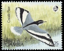GAMBIA 970n - Egyptian Plover "Pluvianus aegyptius" (pc10136)