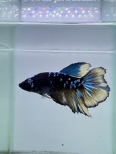 Live Betta Fish High Quality Betta Male Avatar Blue HM Halfmoon USA Seller S791