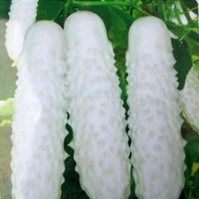 100+ WHITE WONDER CUCUMBER SEEDS, ORGANIC NON - GMO,  2025 SEASON