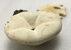 3 Vintage 1970s Huge 5" x 4.5" Sea Biscuit, Sand Dollar & Coral fossil — photo 4