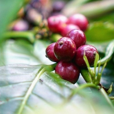 SL28 Coffee Seedss 2.000++ (Coffea sp.) Coffee Bean for Planting