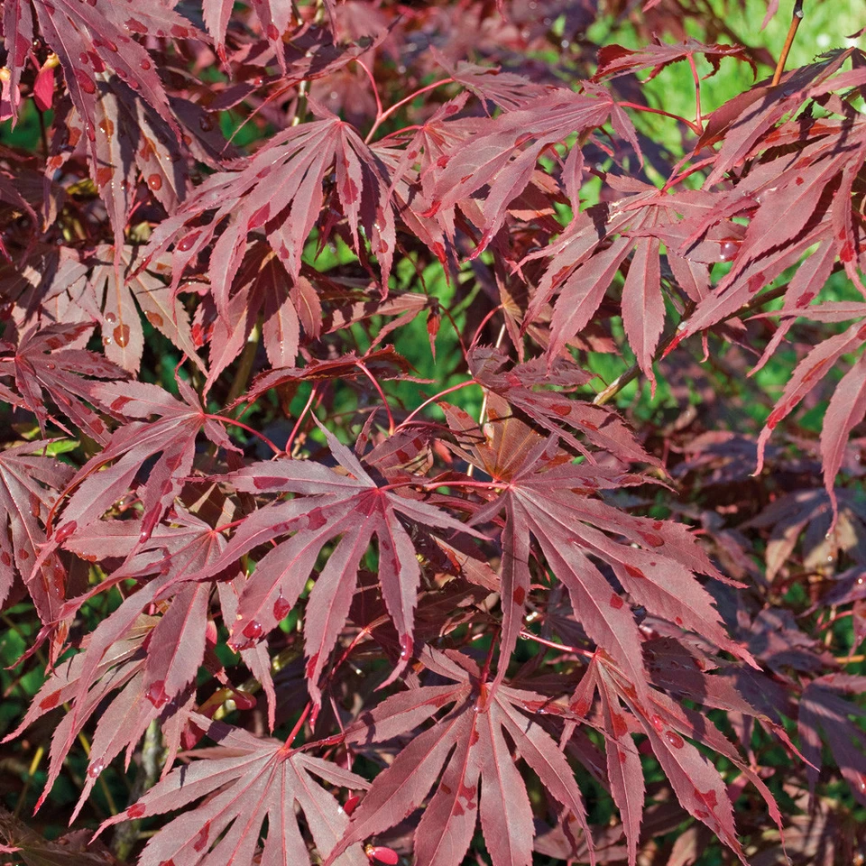 T&M Japanese Acer Maple Tree Palmatum Hardy in 7cm, 10cm, 3L & 3.5L Nursery Pots - Image 2 of 2