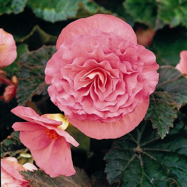 Begonia 'Non Stop Pink' WPC Prins Quality Bulbs/Tubers Pack x3