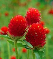 200 Strawberry Fields Globe Amaranth Seeds. USA Seeds. Organic. Ships free