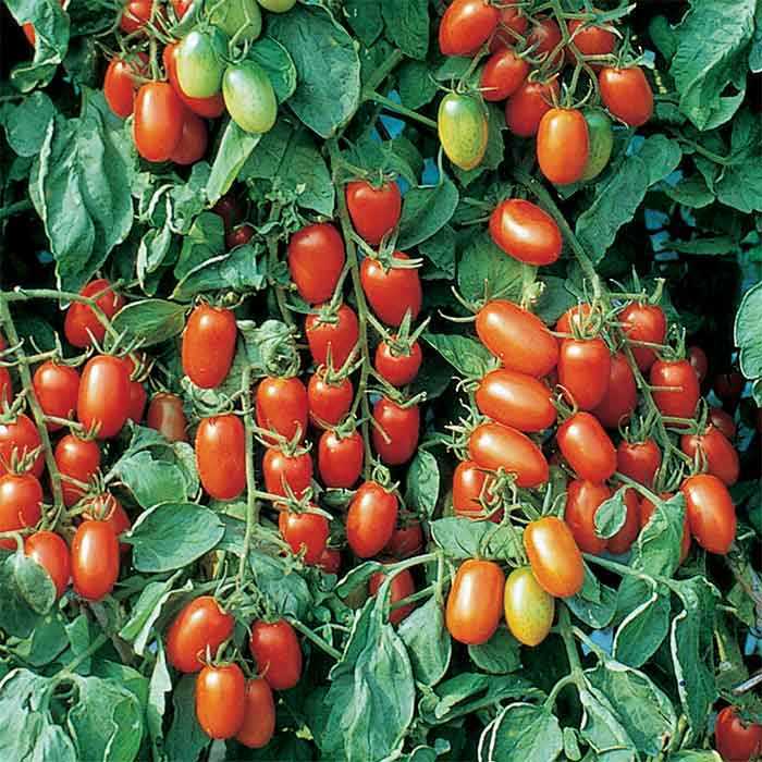 TOMATOページ Juliet Tomato Seeds (F1 Hybrid) | Non-GMO | Free Shipping