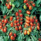 Juliet Tomato Seeds F1 Hybrid | Non GMO | Free Shipping | Seed Store | 1033