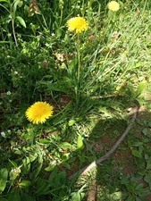 10x Dandelion plants - Live Organic/ wild herbs (Taraxacum officinale)