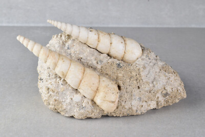 Fossil Turritella Shell on Matrix from Touraine, France 8.7 cm  # 20663