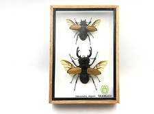 Real Beetle Display Taxidermy Odontolabis Elegans Insect Bug Entomology Box Wood