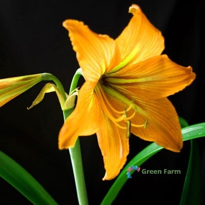 1 Bulb Amaryllis Yellow Hippeastrum Flowers Barbados Lily Balcony Home Garden