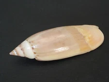 Amazing Pattern...AGARONIA LUTARIA~46.2mm~Indonesia SEASHELL