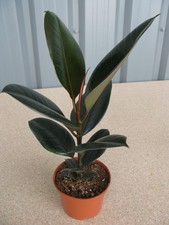 Ficus Robusta Indoor Rubber Plant Houseplant for Home or Office Plants in Pot