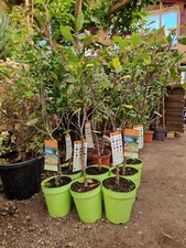 1x 5ltr Apple Tree 4ft tall . Premium Quality 