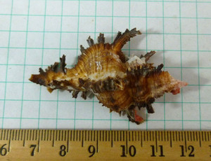 Murex sp., India, 54mm F++