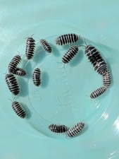 10 Armadillidum A. maculatum "Zebra" isopods