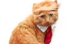 Cat Costume for Halloween Parties and Pictures