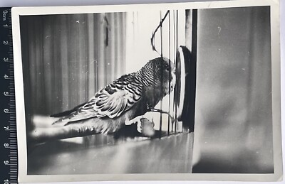 未使用！ Parrot パロット Original old photo Beautiful Parrot CUTE Animal #2459 | eBay