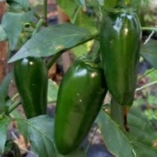 25  seeds Biker Billy hot pepper garden planting spicy food