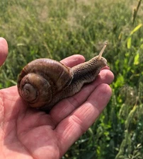 One Helix Pomatia Land Snail, Escargo Roman Pet Snail | Shipping from California