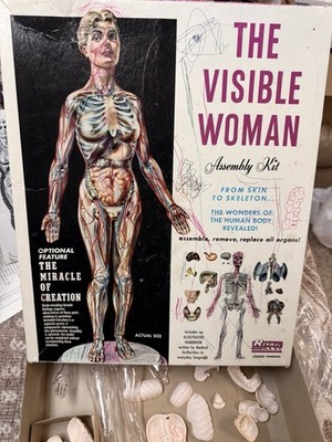 Vintage 1960 The Visible Woman Assembly Kit - #804 Made By Renwal New York USA