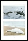 Orca and Beluga Whales 1916 Louis Agassiz Fuertes print, North American wildlife