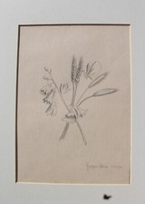 Quattro disegni a matita su carta raffiguranti fiori e piante