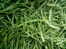 10 Seeds --Cyamopsis tetragonoloba -Guar Bean- Cluster Bean- Annual Legume