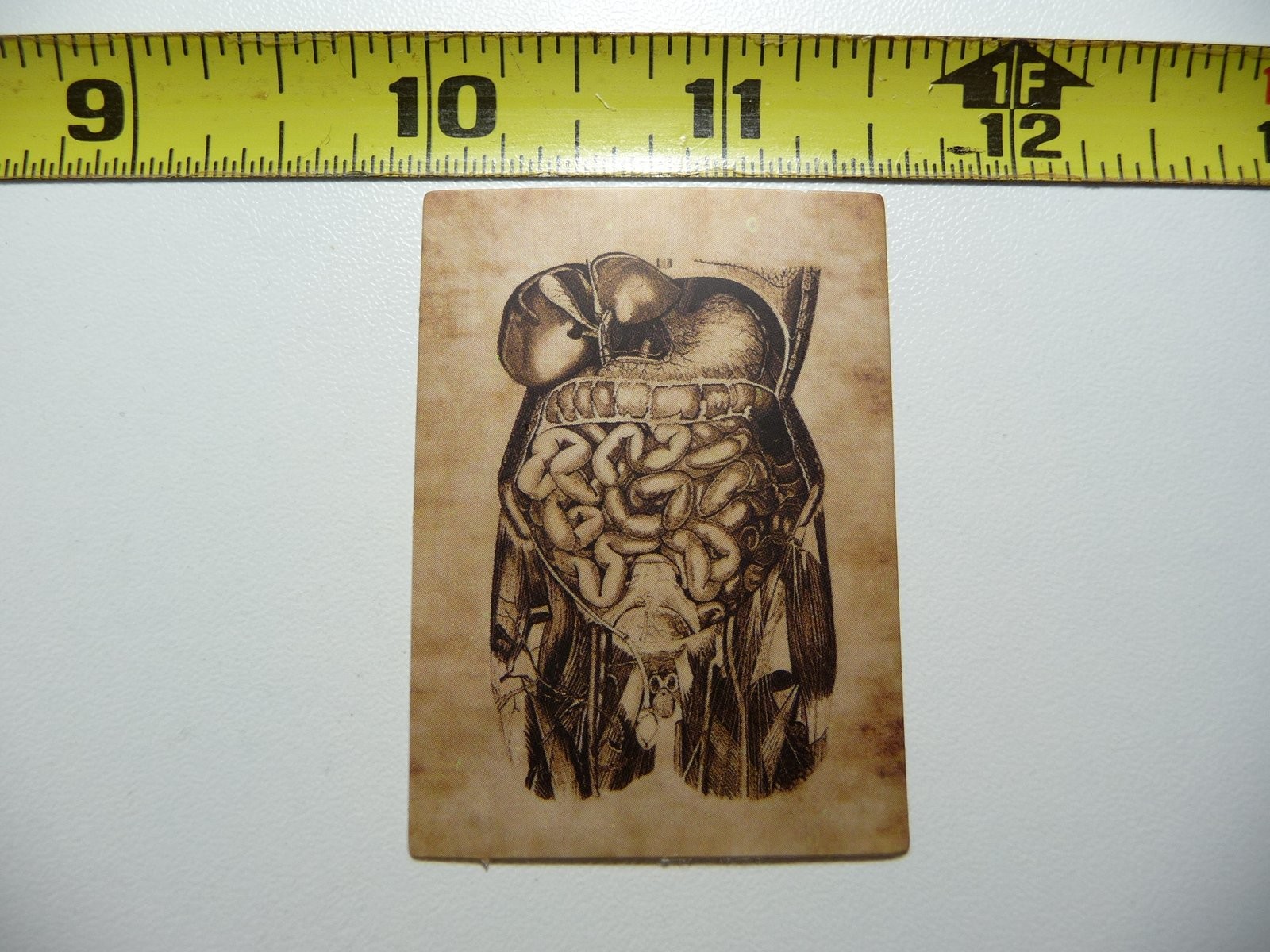 Vintage Anatomy Sticker - Stomach & Intestines Human Illustration