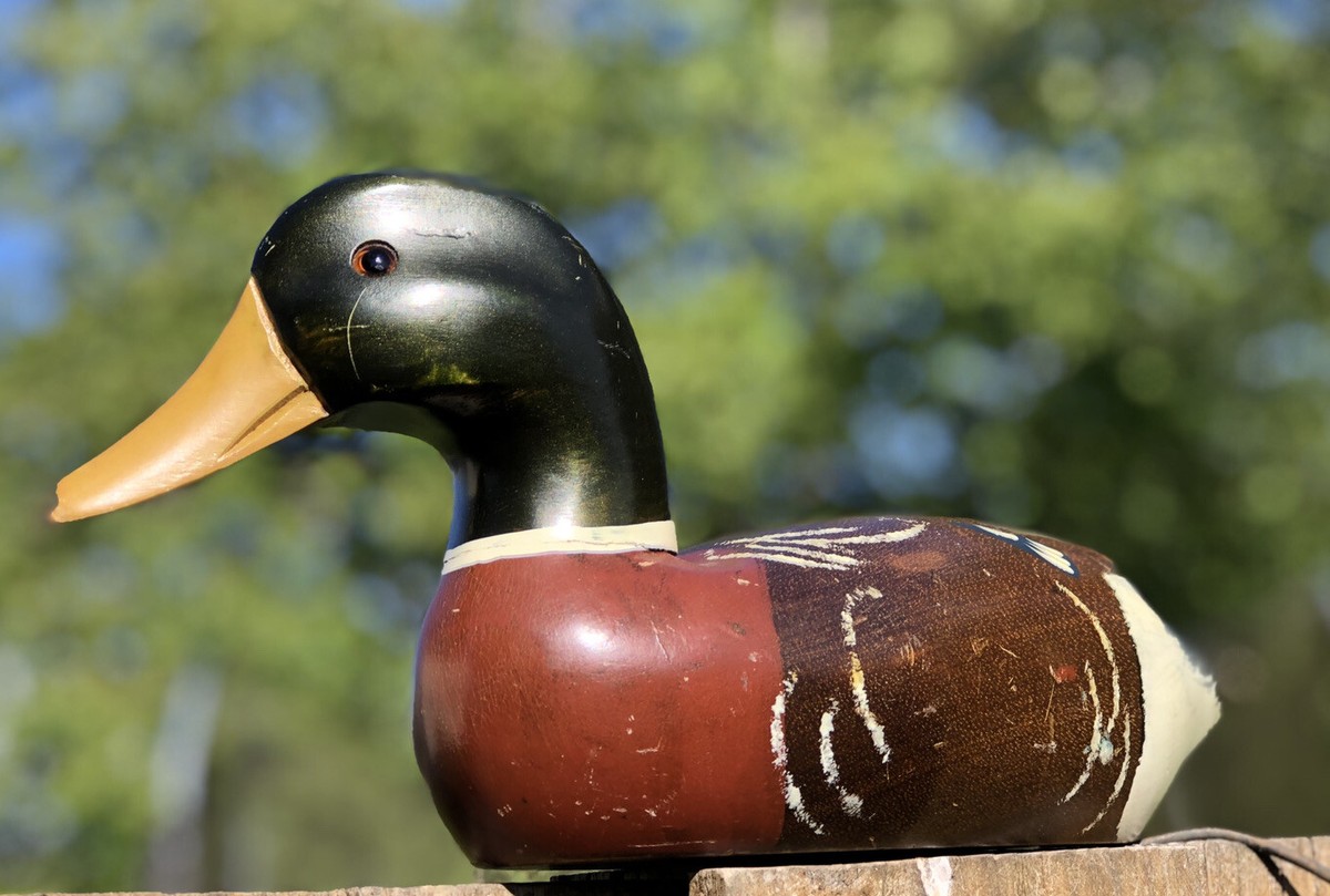 VINTAGE 1950-60S DECOY HAND CARVED & PAINTED GLASS EYE WOOD