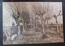 vtg postcard art Van Gogh Pollardbirches and Shepherd  unposted