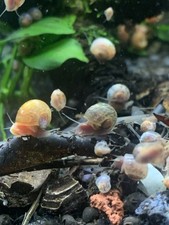 20  5 FREE Live Aquarium  Pond Snails Freshwater  RAMSHORN  Plus Stems Plant
