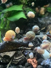 20 + 5 FREE Live Aquarium & Pond Snails Freshwater ( RAMSHORN ) Plus Stems Plant