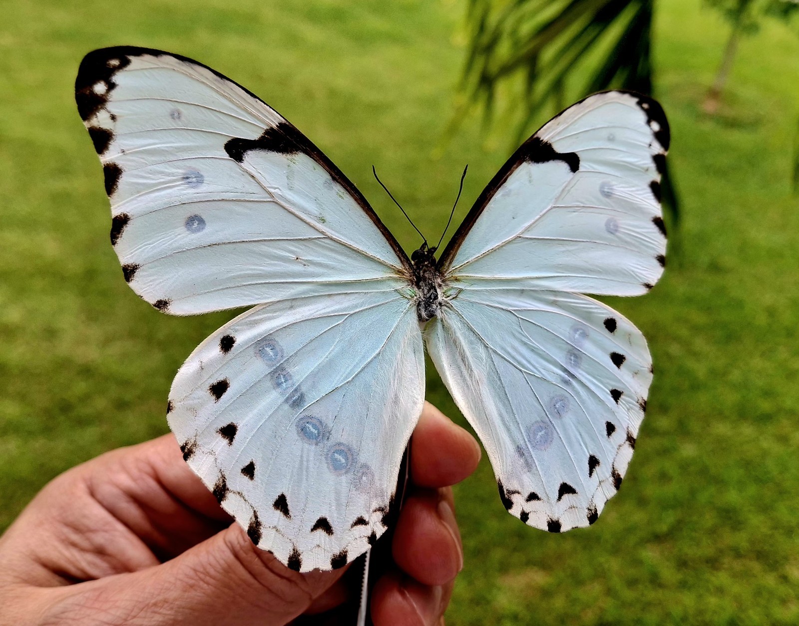 MORPHO CATENARIA A1  UNMOUNTED WINGS CLOSED LOT OF 5.