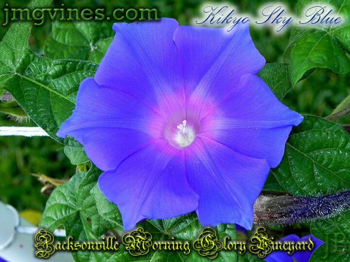 KKG Kikyo Pearls Japanese Morning Glory Ipomoea Nil 6 Seeds
