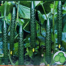 60+ Chinese Tender Cucumber Seeds 2024中国刺黄瓜新种子
