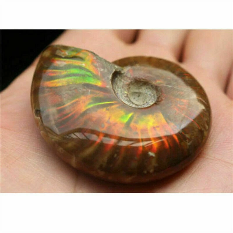 Natural Crystal Iridescent Ammonite Ammolite Facet Specimen Fossil Madagascar @ - Image 2 of 4
