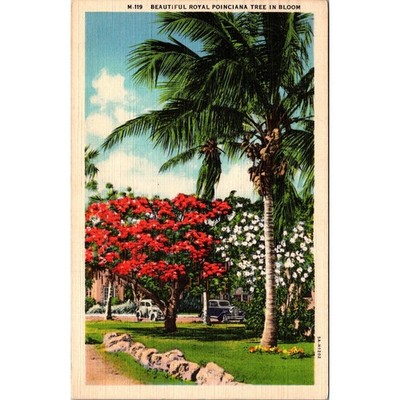 Beautiful Royal Poinciana Tree in Bloom 1938 Vintage Postcard SPS1-26