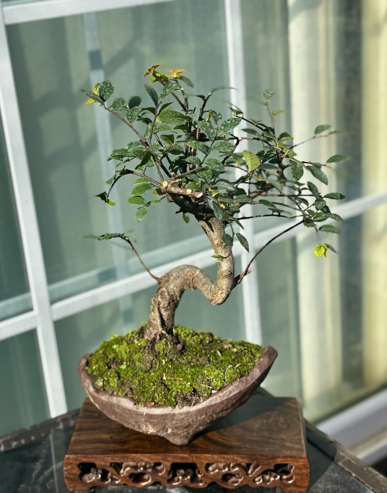 CHINESE ELM BONSAI TREE IN PREMIUM  DRAGON POT- FREE SHIPPING - Image 2 of 4