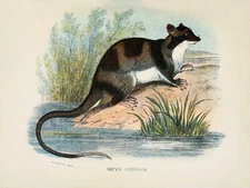 10835.Decor Poster.Room wall.Vintage Art design.Opossum nature illustration