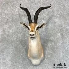 #23447 WC | Roberts Gazelle Shoulder Taxidermy Head Mount