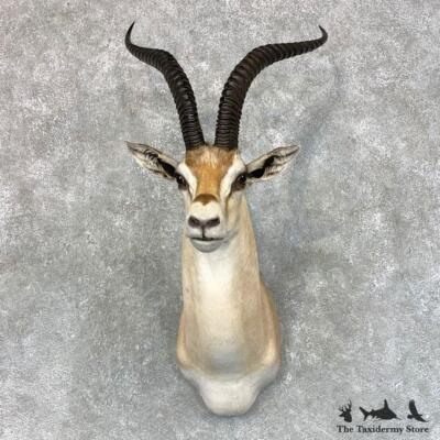 23447 WC | Grants Gazelle Shoulder Taxidermy Head Mount | eBay