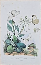19th century watercolor engraving - PIERIDES - CABBAGE - HAWTHORN - TURNIP - RAVE.