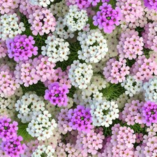 50 Pastel Dwarf Candytuft Seeds White Pink Purple Hardy Annual