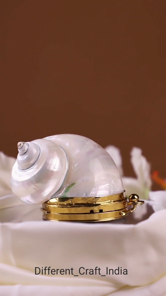  Nautilus collection 貝殻 小物入れ Real Nautilus Iridescence Coin Seashell Purse, White Pearl