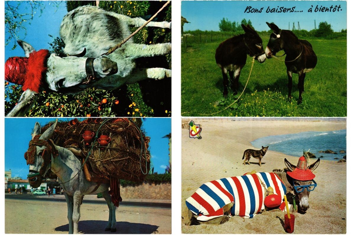 LEONARD - ※donky※ DONKEY, DONKEYS, ANIMALS 170 Modern Postcards mostly pre-1990