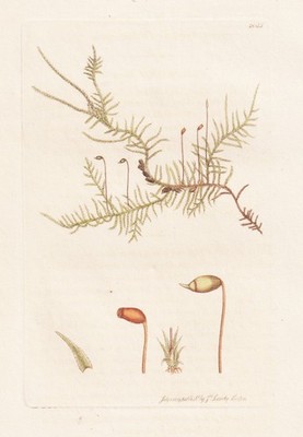 Hypnum praelongum botany Moose mosses Botanik Kupferstich Sowerby Smith 1809