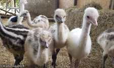 2 Emu hatching eggs | Chance for Blonde/White | Fresh, hobby, for incubation